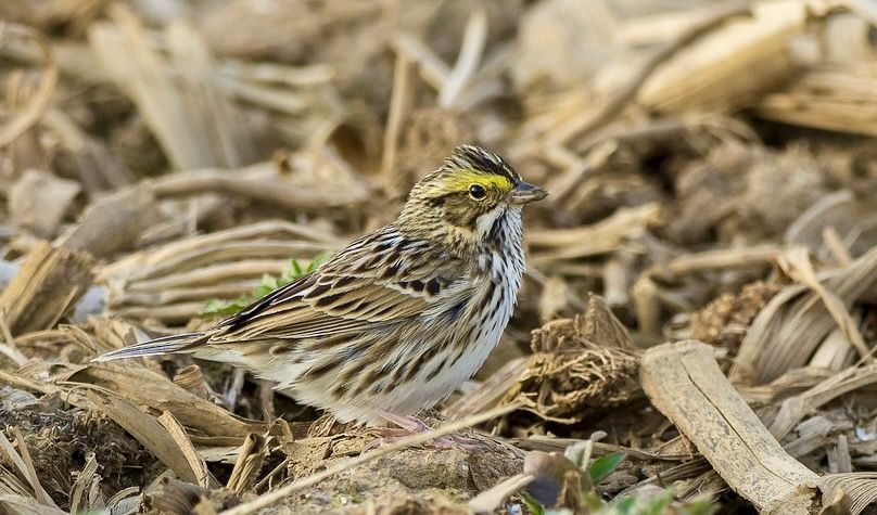 Savannah sparrow by Andrew Weitzel is licensed under CC BY-SA 2.0.